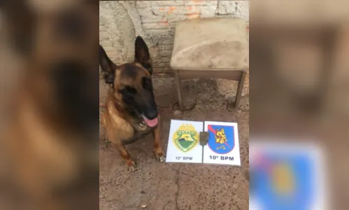 
							PM de Apucarana realiza 'Operação Freire' e apreende drogas
						
						