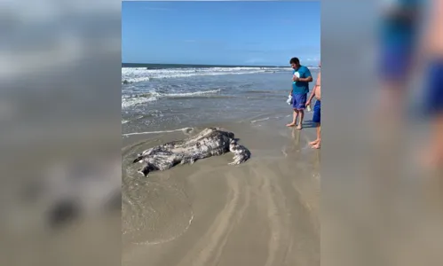 
							Animais marinhos são encontrados mortos e especialista explica motivo
						
						