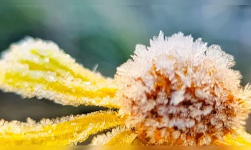 
							Cidades catarinenses amanhecem com temperaturas abaixo de 0º C; Fotos
						
						