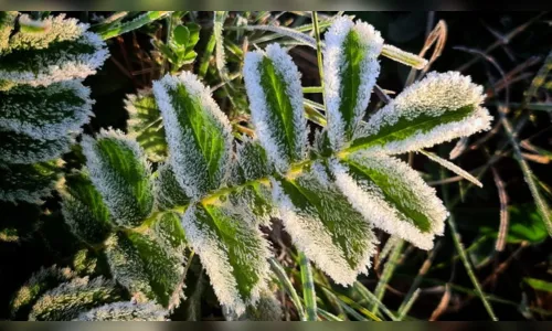 
							Cidades catarinenses amanhecem com temperaturas abaixo de 0º C; Fotos
						
						