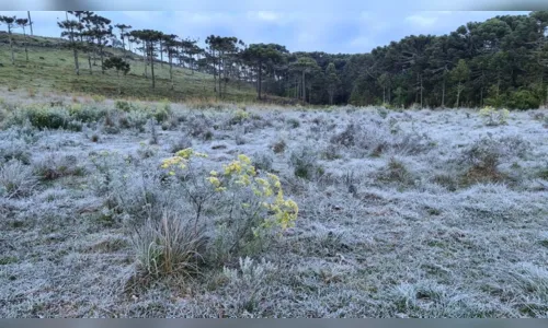 
							Cidades catarinenses amanhecem com temperaturas abaixo de 0º C; Fotos
						
						