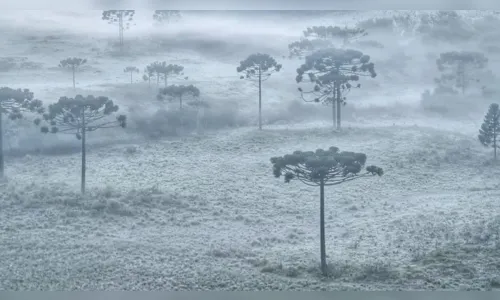 
							Cidades catarinenses amanhecem com temperaturas abaixo de 0º C; Fotos
						
						