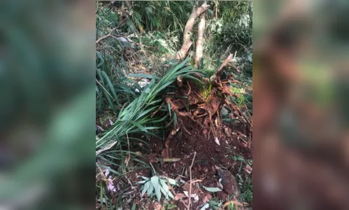 
							Motorista perde o controle da direção, atinge árvore e vai parar em barranco
						
						