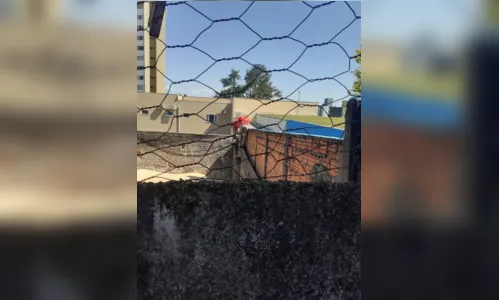 
							Filhotes de gatos que estavam presos em vão de parede são resgatados
						
						