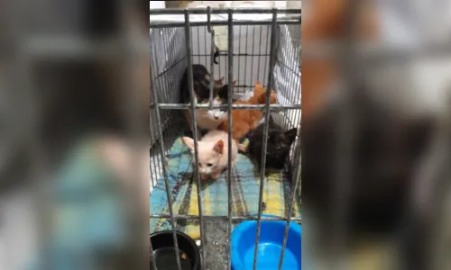
							Filhotes de gatos que estavam presos em vão de parede são resgatados
						
						