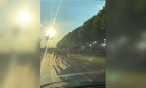 
							Cavalo solto na pista da BR 369 pede maior atenção de motoristas
						
						