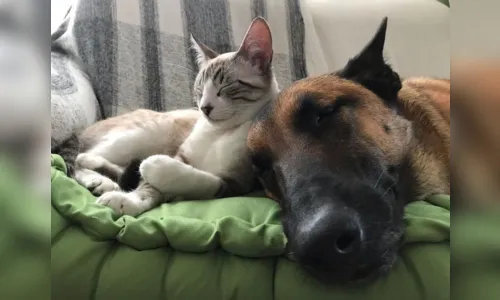
							Cães testam positivo para Covid-19 no Paraná; assista
						
						