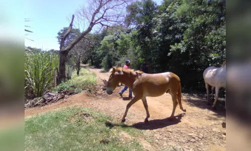 
						
							Após denúncias, Guarda Civil Municipal resgata cavalos soltos
						
						