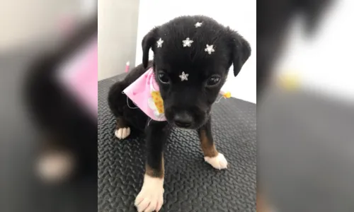 
							Idoso suspeito de matar cachorro afogado continua preso; veja
						
						