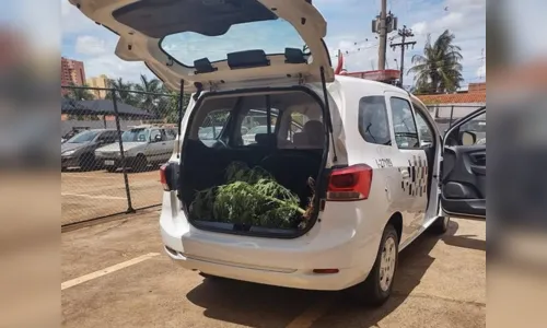 
							Padre faz denúncia e polícia retira pé de maconha plantado ao lado de igreja
						
						