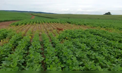 
							Raio cai em lavoura de soja e faz buraco com quase 3 metros de profundidade
						
						
