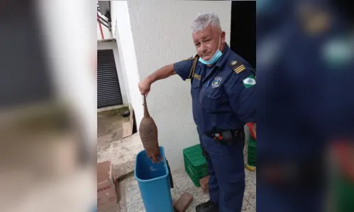 
							Tatu resgatado em área urbana é solto no Parque da Raposa; vídeo
						
						