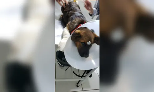 
							Vizinhos denunciam homem que agrediu cachorro com golpes de facão
						
						