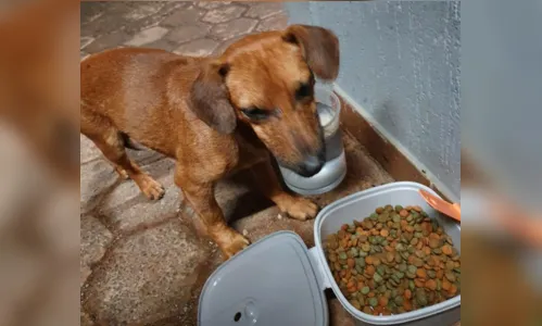 
							Cachorros esperam por um novo lar em Apucarana
						
						