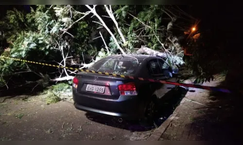 
						
							Árvore cai em cima de carros em Apucarana; vídeo
						
						