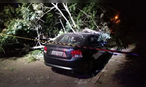 
							Árvore cai em cima de carros em Apucarana; vídeo
						
						