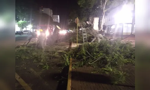 
							Árvore de grande porte cai no centro de Apucarana; veja
						
						