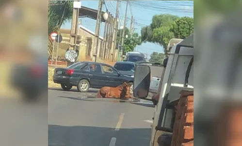 
						
							Carro da prefeitura é flagrado puxando cavalos; moradores se revoltam
						
						