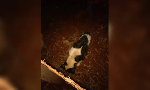 
							Denúncia: três cachorros são abandonados na Vila Reis; Vídeo
						
						