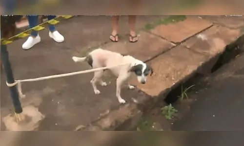 
						
							Residência com 20 cães fica destruída após incêndio
						
						