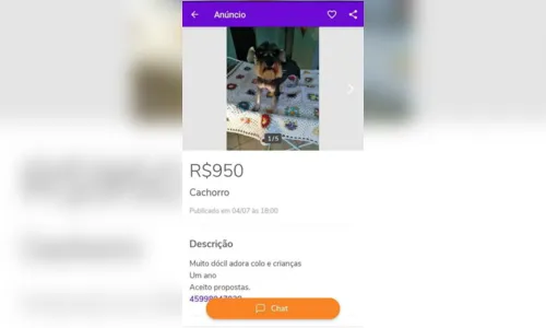 
							Cachorra desaparece e dona a encontra sendo vendida na OLX
						
						