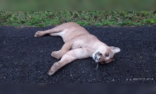 
						
							Motorista atropela e mata onça parda em Lidianópolis
						
						