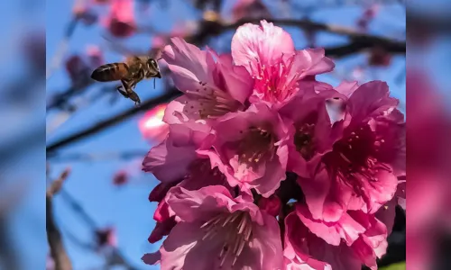 
							O inverno chegou, e com ele a florada das cerejeiras
						
						