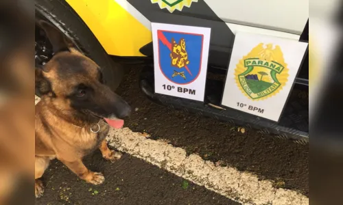 
							Cão de faro encontra baseado e adolescente é apreendido
						
						
