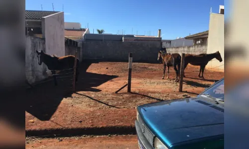 
							GM de Arapongas flagra maus-tratos contra cavalos
						
						