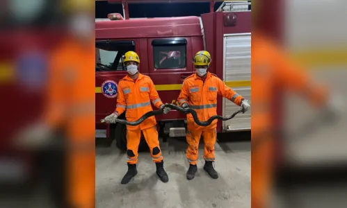 
							Caminhoneiro encontra sucuri de 2 metros debaixo de estepe
						
						