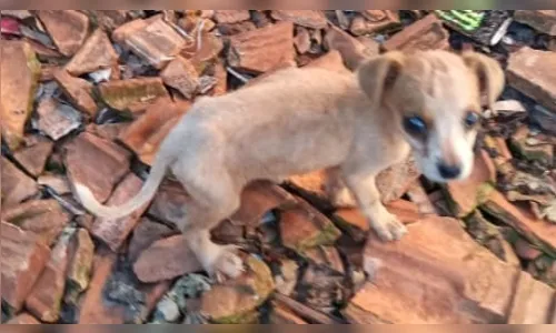 
							Moradora de Faxinal é detida por maus-tratos contra cães
						
						