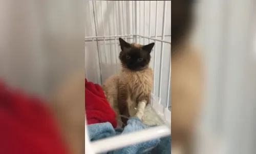 
						
							Gato é resgatado com bala de arma de fogo alojada na coluna
						
						