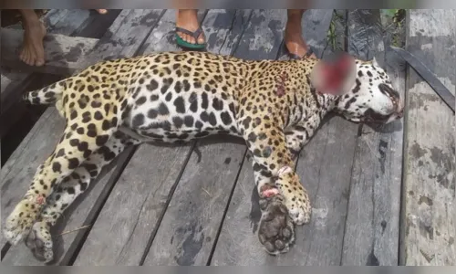 
							Idoso é internado em estado grave após ser atacado por onça
						
						