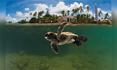 
							Investimento Imobiliário no Litoral Praia do Forte, Bahia
						
						