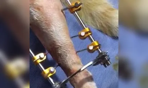 
							Homem adotava gatos pela internet para depois matá-los no RS
						
						