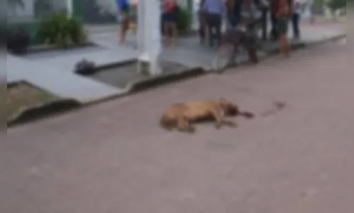 
							Homem mata o próprio cão para interromper ataque à vizinha
						
						