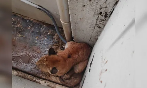 
							Onça-parda invade residência no PR nesta manhã
						
						