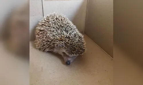 
							Ouriço pigmeu é achado dentro de casa em Campo Grande
						
						