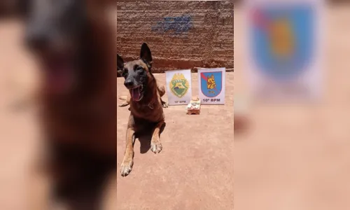 
							PM prende quatro homens por tráfico de drogas em Apucarana
						
						