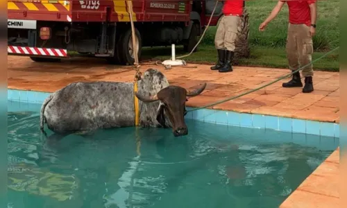 
							Vaca cai em piscina e é resgatada pelos bombeiros; assista
						
						