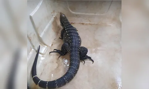 
						
							Lagarto é resgatado preso dentro de tubulação em Arapongas
						
						