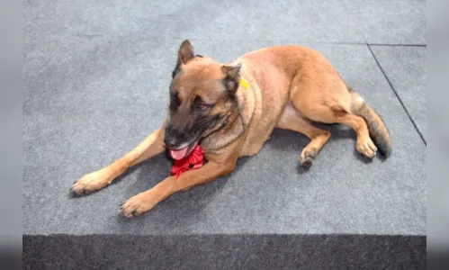 
							Paraná envia bombeiros e cães para auxílio em Petrópolis
						
						