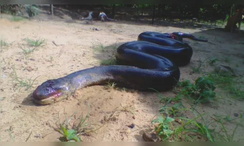 
							'Anaconda' é morta após atacar cão que brincava com criança
						
						
