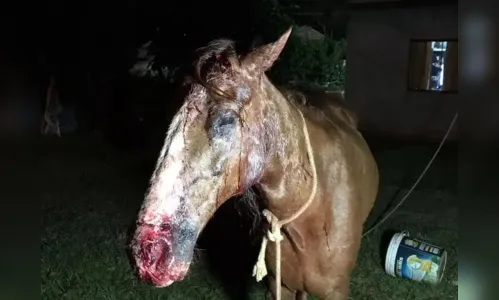 
							Onça é suspeita de atacar cavalo em Cascavel no Paraná
						
						