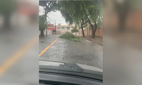 
							Chuva provoca quedas de árvores em ruas de Apucarana; Veja
						
						