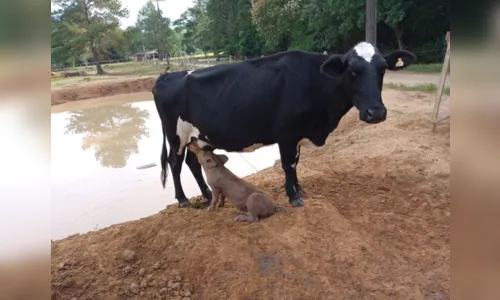 
							Vaca 'adota' e amamenta porquinhos em chácara do Paraná
						
						