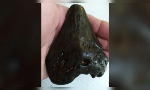 
						
							Menino de 6 anos encontra dente de megalodon na praia
						
						