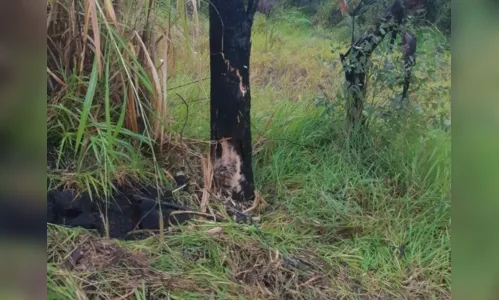 
						
							Prefeito Gallo de Faxinal sofre acidente na PR-445
						
						