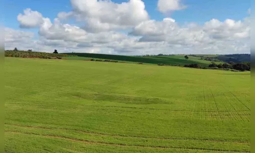 
						
							Apesar dos preços em alta, trigo perde área para o milho
						
						