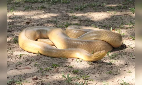 
						
							Primeira anaconda mutante do mundo é encontrada no Brasil
						
						